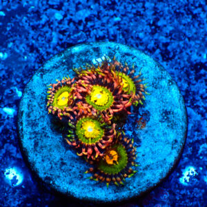 TC Zoanthus Buttkisser