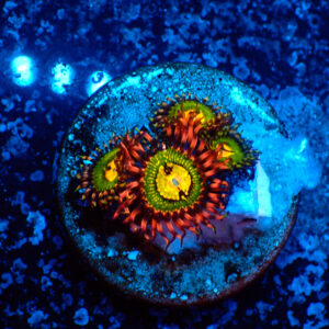 TC Zoanthus Buttkisser