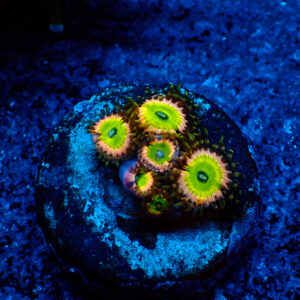 TC Zoanthus Candy Apple Pink
