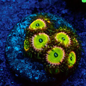TC Zoanthus Candy Apple Pink