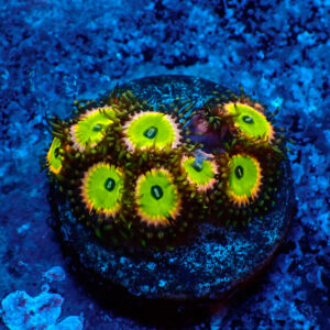 TC Zoanthus Candy Apple Pink