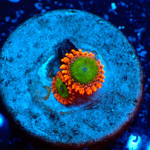 TC Zoanthus Electric Oompa Loompa