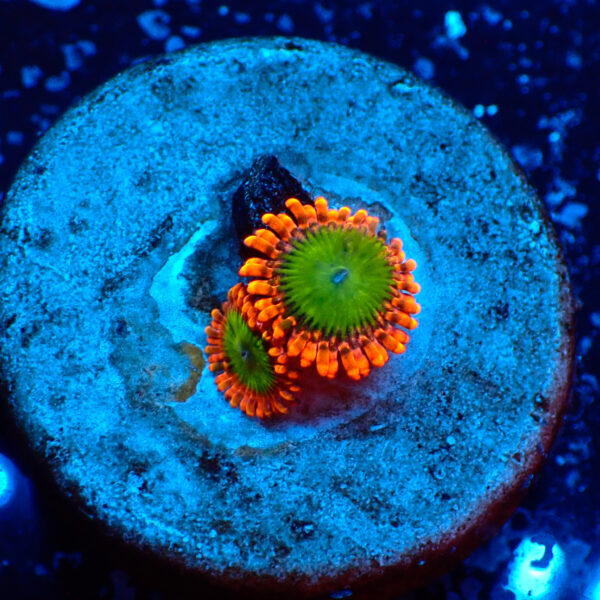 TC Zoanthus Electric Oompa Loompa