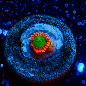 TC Zoanthus Electric Oompa Loompa