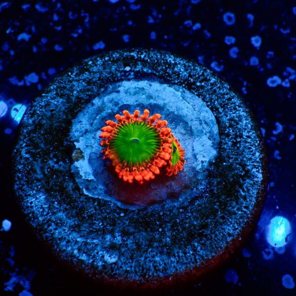 TC Zoanthus Electric Oompa Loompa