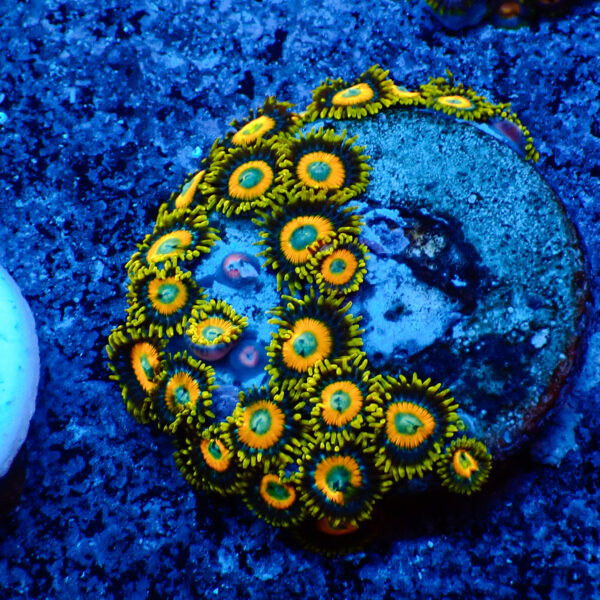 TC Zoanthus Scrambled Eggs