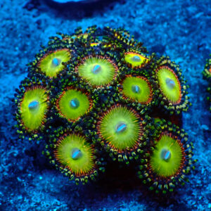 TC Zoanthus Candy Apple Orange