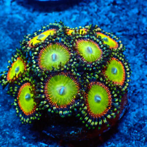 TC Zoanthus Candy Apple Orange
