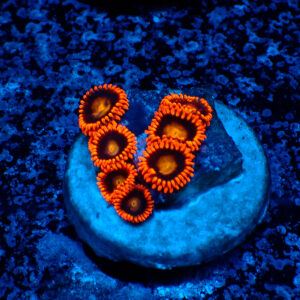 TC Zoanthus Orange Explosion