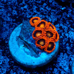 TC Zoanthus Orange Explosion