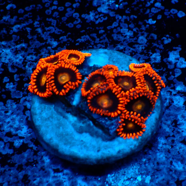 TC Zoanthus Orange Explosion