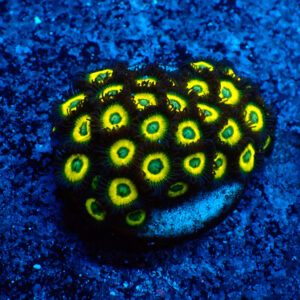 TC Zoanthus Lemon Kisses