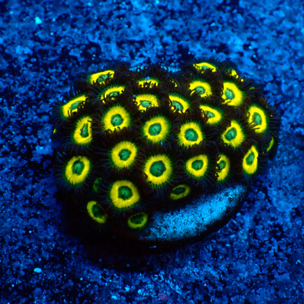 TC Zoanthus Lemon Kisses