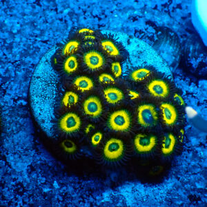 TC Zoanthus Lemon Kisses