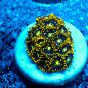 TC Zoanthus Speckled Hornets
