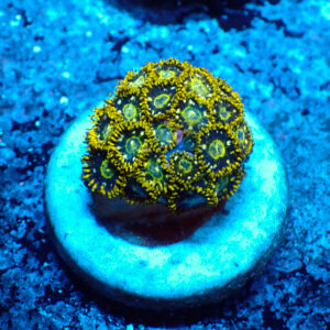 TC Zoanthus Speckled Hornets