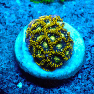 TC Zoanthus Speckled Hornets