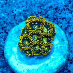 TC Zoanthus Speckled Hornets