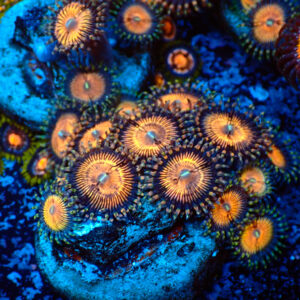 TC Zoanthus Golden Touch