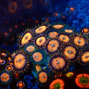 TC Zoanthus Golden Touch