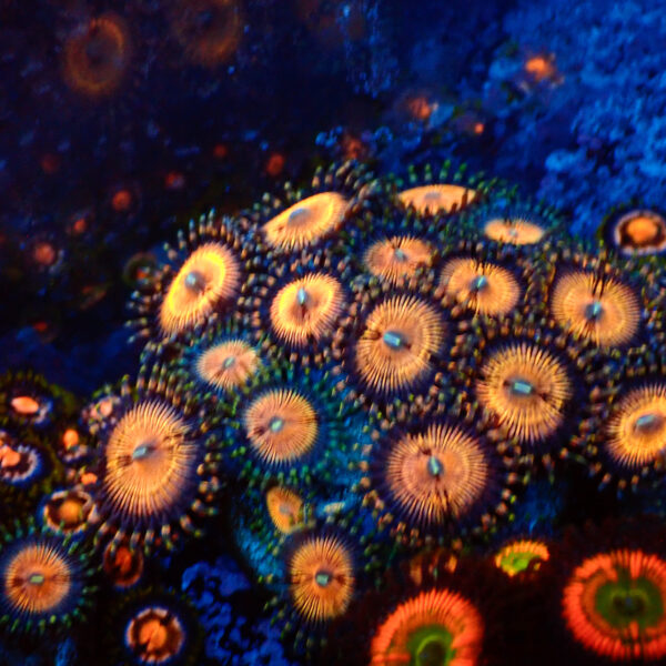 TC Zoanthus Golden Touch