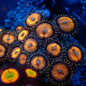 TC Zoanthus Golden Touch