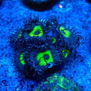 TC Zoanthus/Palythoa Mindblowing