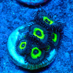 TC Zoanthus/Palythoa Mindblowing