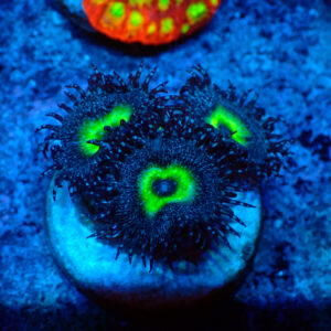 TC Zoanthus/Palythoa Mindblowing