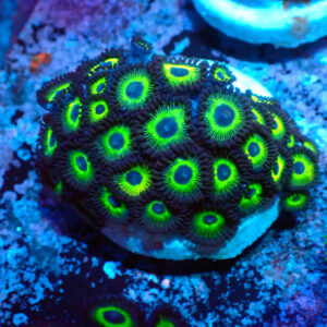TC Zoanthus Mean Green