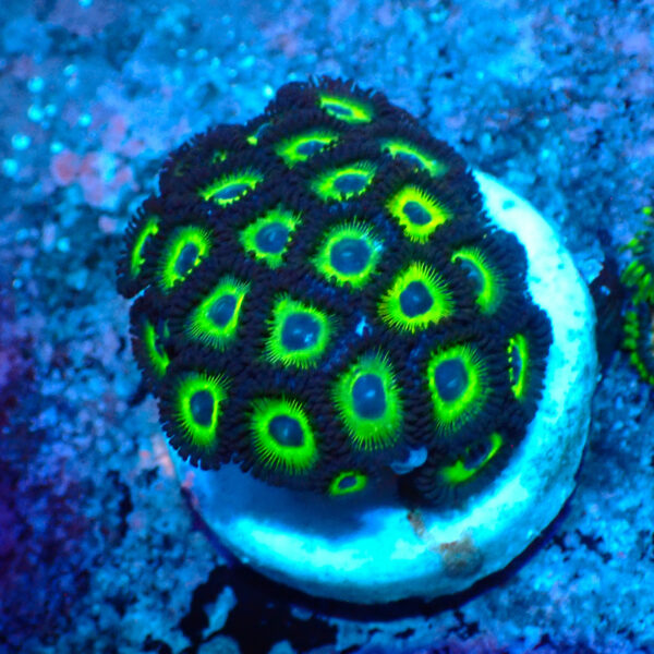 TC Zoanthus Mean Green