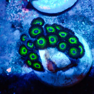 TC Zoanthus Mean Green