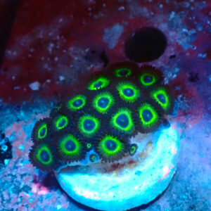 TC Zoanthus Mean Green