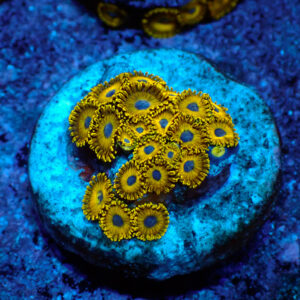 TC Zoanthus Gold Hornets