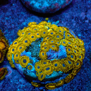 TC Zoanthus Gold Hornets colonia