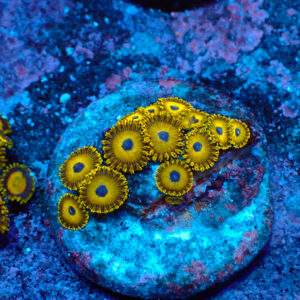 TC Zoanthus Gold Hornets