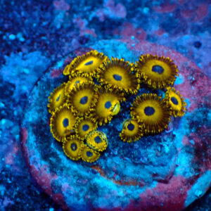 TC Zoanthus Gold Hornets