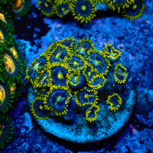 TC Zoanthus Blue Daisy mini colonia