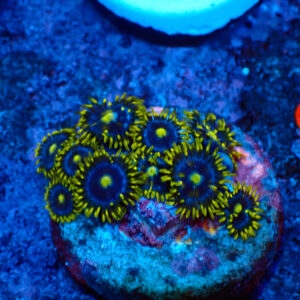 TC Zoanthus Blue Daisy