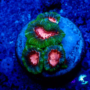 TC Micromussa lordhowensis Pink Mouth