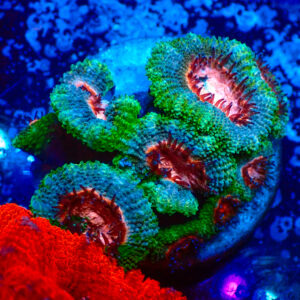 TC Micromussa lordhowensis Pink Mouth