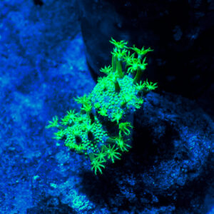 TC Sarcophyton Toxic Green frag S