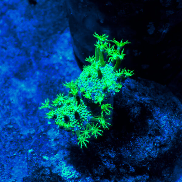 TC Sarcophyton Toxic Green frag S