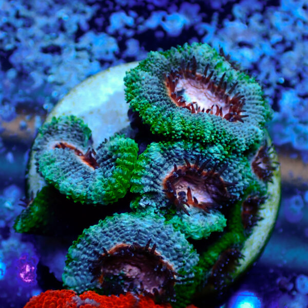 TC Micromussa lordhowensis Pink Mouth - Imagen 2