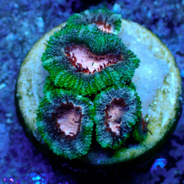 TC Micromussa lordhowensis Pink Mouth - Imagen 2