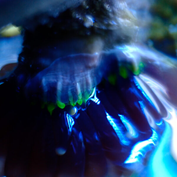 TC Euphyllia glabrecens UFO - Imagen 3