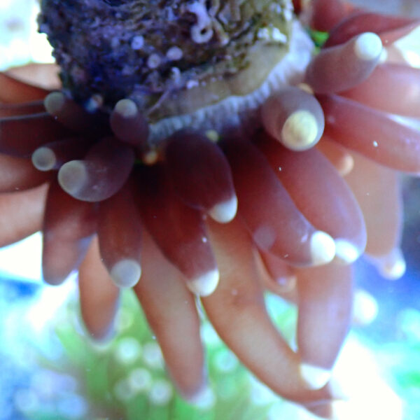 TC Euphyllia glabrecens UFO - Imagen 3