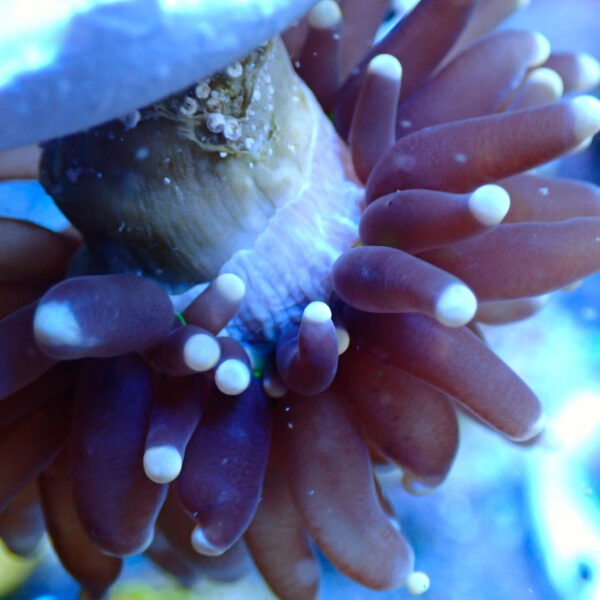 TC Euphyllia glabrecens UFO - Imagen 3
