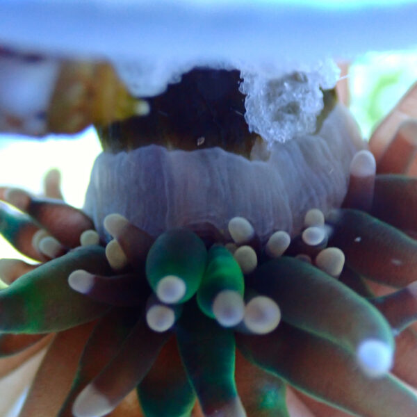 TC Euphyllia glabrecens Pink Tips - Imagen 3