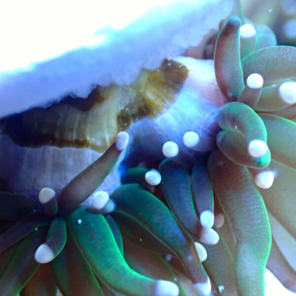 TC Euphyllia glabrecens Pink Tips 2 cabezas - Imagen 3